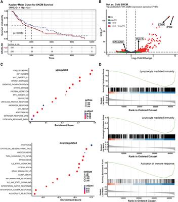 Long non-coding RNA GRASLND links melanoma differentiation and interferon-gamma response